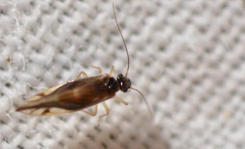 Caecilius fuscopterus